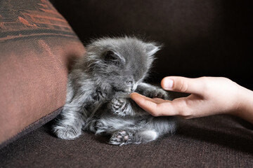 cat in hand