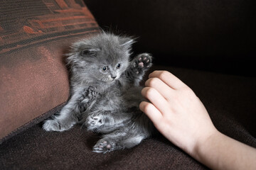 a man plays with a gray kitten