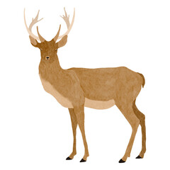 Standing Deer hand drawn illustration - isolated on white background. Floral wreaths. Woodland forest animals