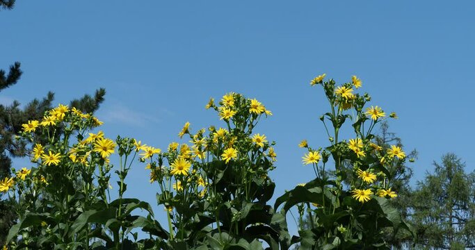 (Helianthus decapetalus)  Thinleaf sunflowers with yellow flower heads around brown central florets at top of fine slender stems bearing lanceolate and serrated dark green leaves under a blue sky