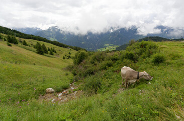 Vache dans les alpes