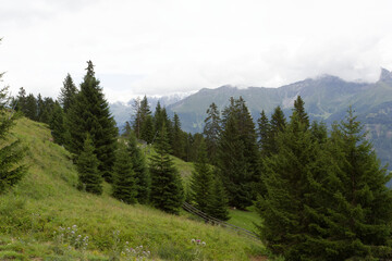 Fototapeta na wymiar Forêt et alpage