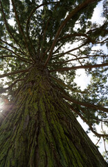Séquoia vu du dessous