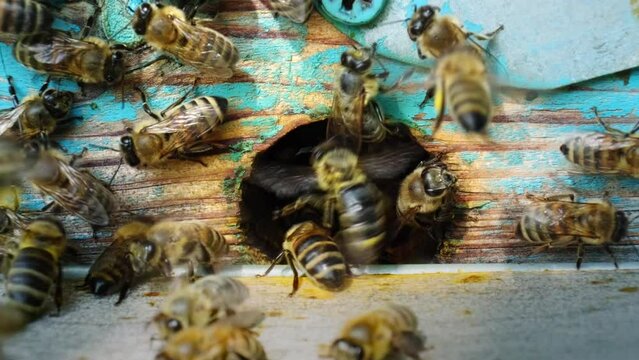 Worker bees arrive, enter and exit the entrance of an artificial hive, extreme close-up. Beekeeping