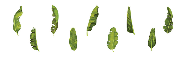 Green Banana Leaves and Decorative Tropical Foliage Vector Set
