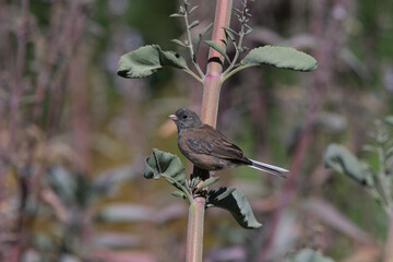 Oregon or Dark-eyed Junco Perched in the Garden