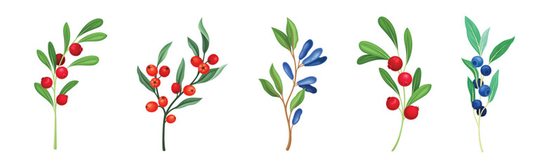 Ripe Berry Twig and Branch with Sweet and Juicy Fruit Vector Set
