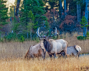 Naklejka na ściany i meble Bull Elk Bugling While Two Elk Cows Graze in Background