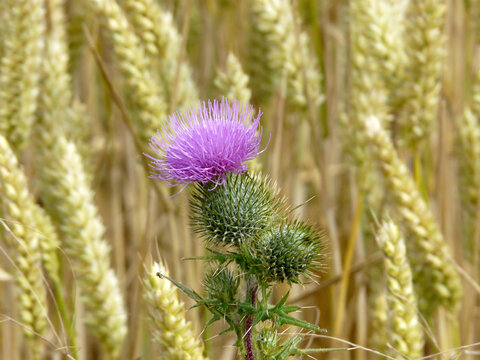 Pinke Distel vor Getreide
