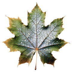 Sycamore Leaf, Isolated On Transparent, PNG, Isolated On Transparent, PNG