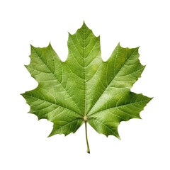 Fototapeta premium Sycamore Leaf, Isolated On Transparent, PNG