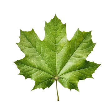 Sycamore Leaf, Isolated On Transparent, PNG