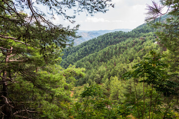 The Troodos mountain range on the island of Cyprus overgrown with pine forest. Beautiful natural landscape.