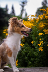 Adorable posing puppy of shetland sheepdog. Breed also known as sheltie.