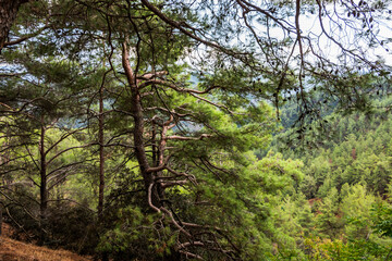 The Troodos mountain range on the island of Cyprus overgrown with pine forest. Beautiful natural landscape.