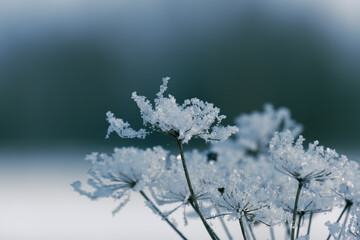 frost on the branches