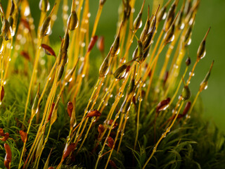 dew drops on moss - macro photography