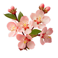 Gorgeous blossoming guava flowers