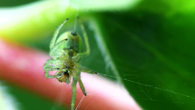 Cucumber Green Orb Spider, Cucumber Green Spider (Araniella cucurbitina)