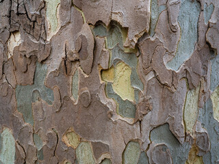 Closeup view of layered plane tree bark - beautiful textured grey,  green, brown and creamy natural background