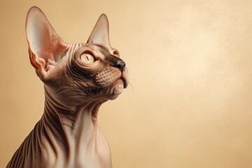 Funny Portrait Sphynx Cat