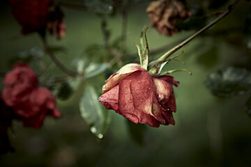 Beautiful autumnal roses in garden. Close-up