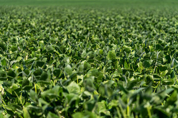Fototapeta na wymiar soybean field with green leaves