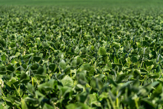 soybean field with green leaves