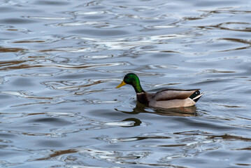 A mallard drake duck swimming on Fox River in Kaukauna, Wisconsin, In December