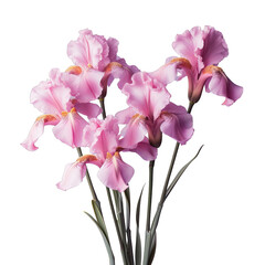 Close up photo of pink irises on a transparent background with a wide depth of field