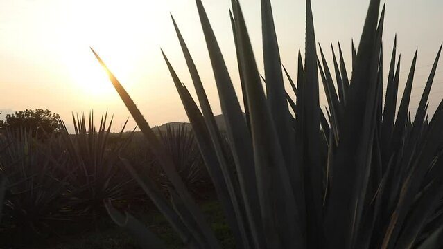 Aerial View of Agave Fields