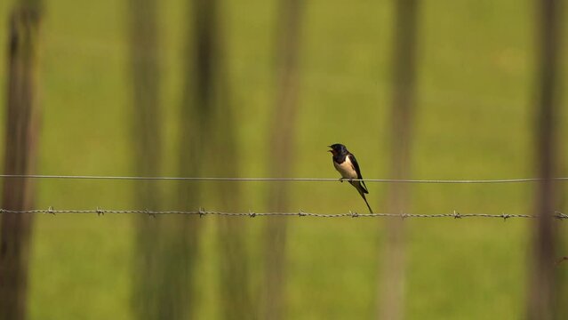 A barn swallow (Hirundo rustica) singing on a fench.