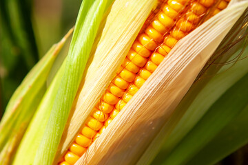 Corn, close-up of corn kernels on the cob, on the field.
