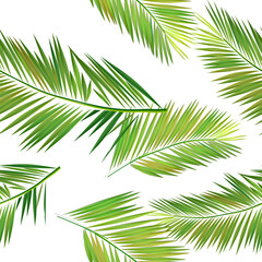 Palm leaves seamless pattern on white background. Vector background