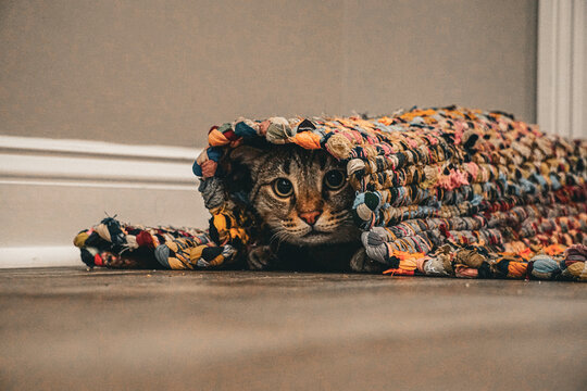 cat playing hide and seek under the rug 