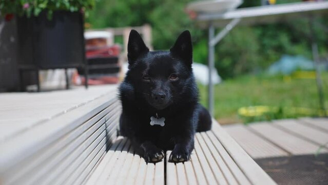 Cute schipperke dog resting on the terrace