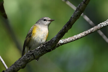 Close up of a colorful female American Redstart Warbler bird sits perched on a branch in the forest
