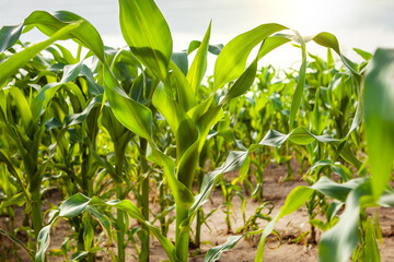 Young corn plants, in a corn field, green leaves, stem.