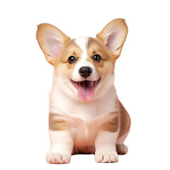 Pembroke Welsh Corgi puppy looking adorable on transparent background