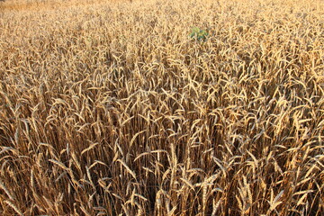 Ripe golden ears of wheat, close-up, background
