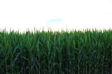 Obraz premium Cornfield, even row of corn