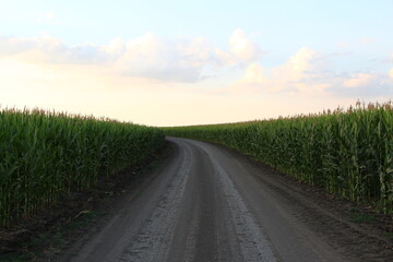 Rural road is turning through corn fields - obrazy, fototapety, plakaty