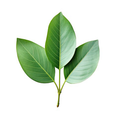 transparent background showcasing a solitary green frangipani leaf