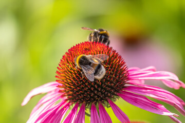 A closeup shot of a bee collecting pollen on a purple echinacea flower