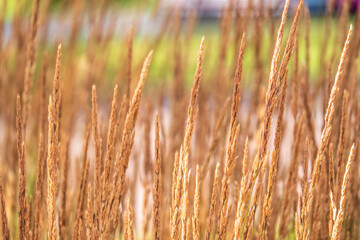 Yellow reed in the field. Bright natural background with sunset. Selective soft focus of beach dry grass and reeds