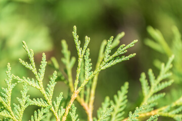 Green branches and young leaves of a thuja tree.