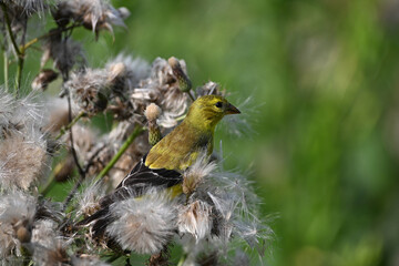 Close up of a female American Goldfinch bird perched on a weed gathering nesting material