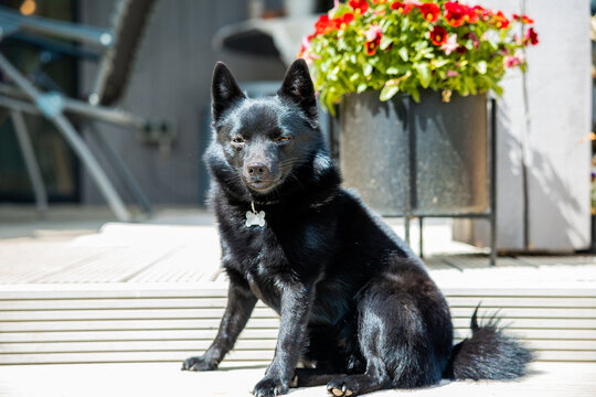 Cute schipperke dog resting on the terrace