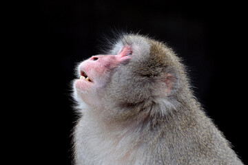 Portrait view of Japanese Macaque, Macaca Fuscata