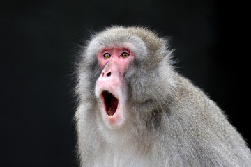 Portrait view of Japanese Macaque, Macaca Fuscata